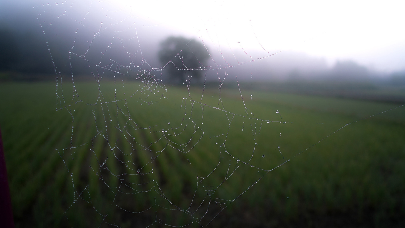 A wet spiderweb